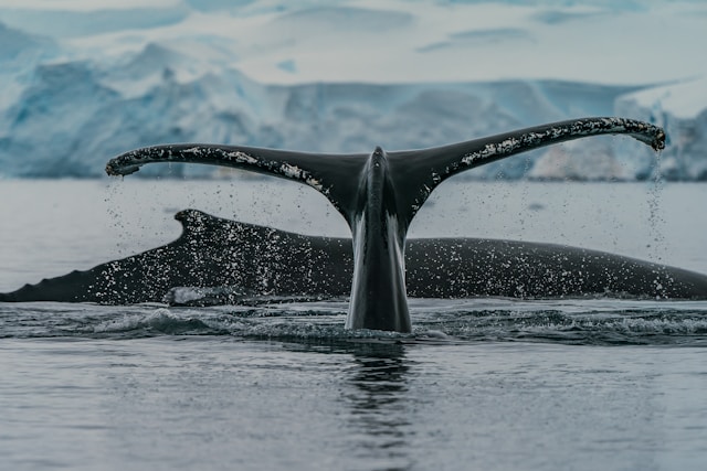 Baleines