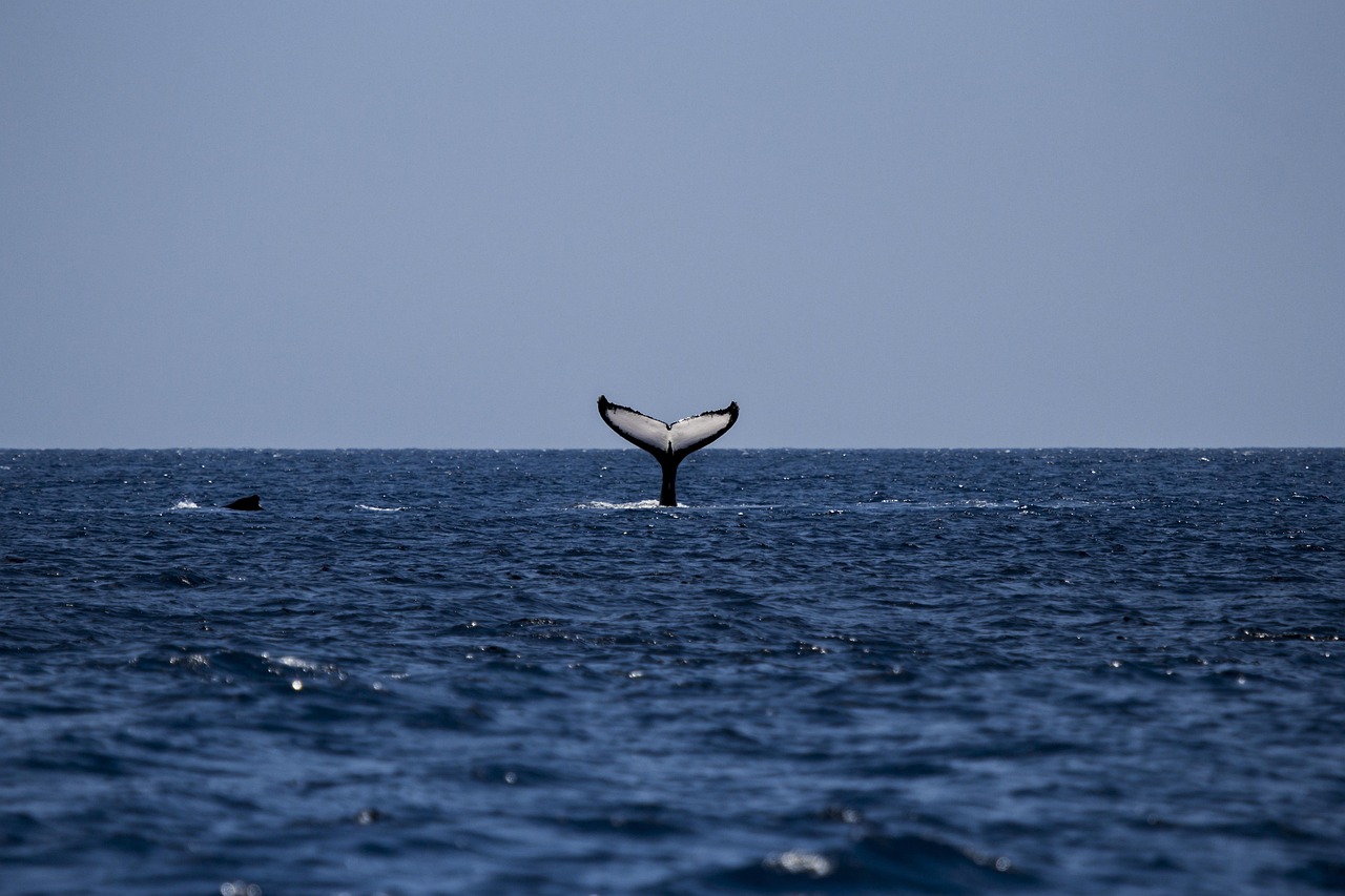 Derniers jours en mer